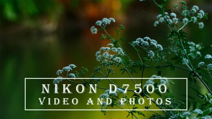 Shooting Videos with the Nikon D7500 – with 600mm lens.