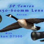 150-600mm Tamron Lens & Nikon D7500  New Review – 3 Things I Like About This Lens w/Video and Photos