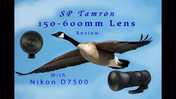 150-600mm Tamron Lens & Nikon D7500  New Review – 3 Things I Like About This Lens w/Video and Photos
