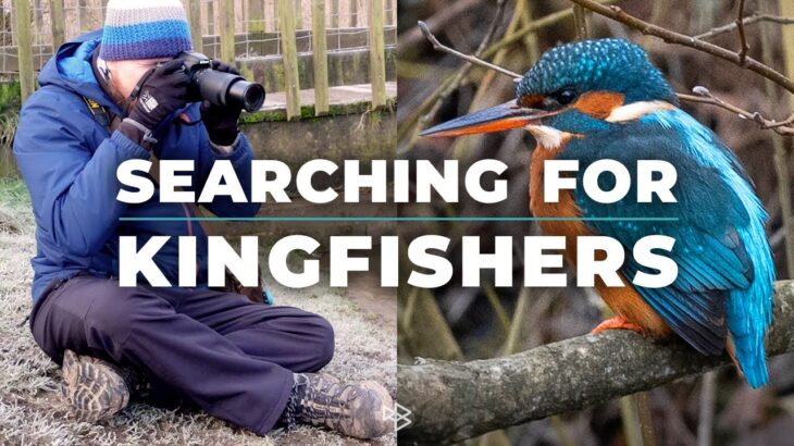 Bird Photography | Searching for Kingfishers | Nikon D7500