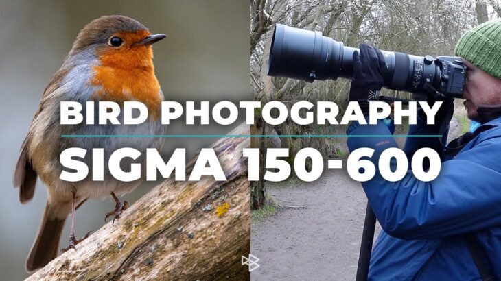 Bird Photography with Sigma 150-600mm and Nikon D7500