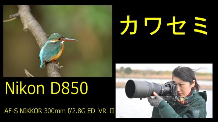 カワセミ　Nikon D850 AF S NIKKOR 300mm f2 8G ED VR II with Nikon Z50