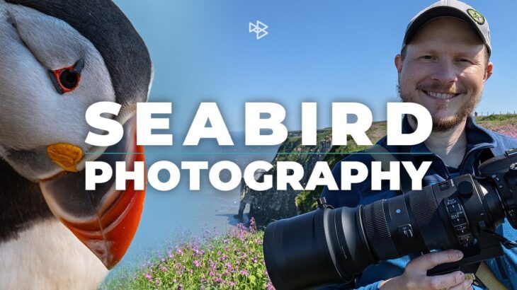 Seabird Photography with Nikon D7500