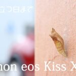 [Canon eos Kiss X10] 　初心者が買って一ヵ月撮ってみた