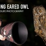 Wildlife Photography – Long Eared Owl (Irish Wildlife) (Sigma 150-600)(Nikon D7500)