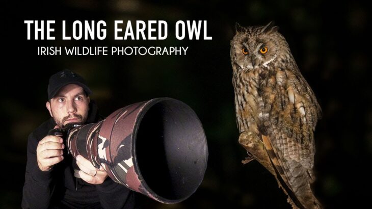 Wildlife Photography – Long Eared Owl (Irish Wildlife) (Sigma 150-600)(Nikon D7500)