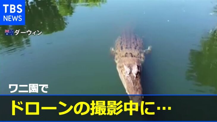 【衝撃映像】巨大ワニがドローンをガブリ水中へ カメラに残っていたのは・・・