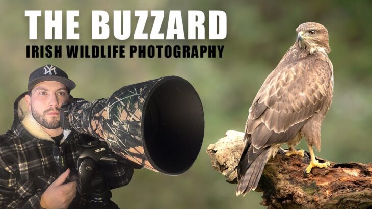 Buzzard (Bird of Prey) – Irish Wildlife (Sigma 150-600mm C)(Nikon D7500)