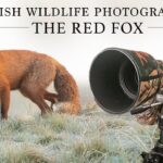 The Red Fox – Irish Wildlife Photography (Sigma 150-600mm C) (Nikon D7500)