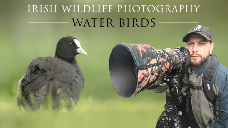 Water Birds – Irish Wildlife Photography ( Sigma 150-600mm C)( Nikon D7500)