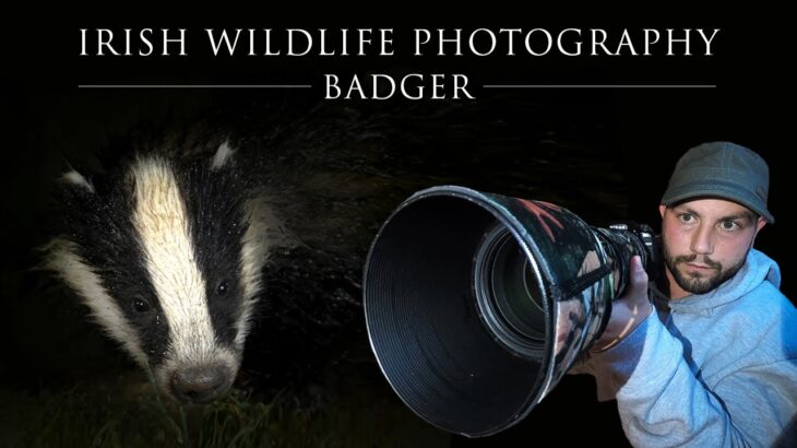 Irish Wildlife Photography – Badger (Sigma 150-600 Contemporary) (Nikon D7500)