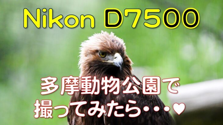 【多摩動物公園で撮ってみたら】Nikon D7500  動物園で、試行錯誤のテスト撮影です♥