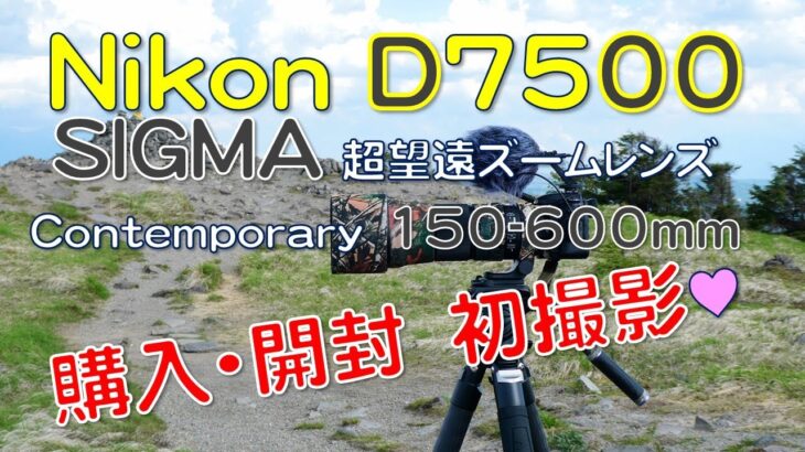 【開封】Nikon P1000ごめんなさい。Nikon D7500 ＆ SIGMA Contemporary 150-600mm  野鳥撮影カメラとして、ついに一眼レフに手を出してしまった～💦
