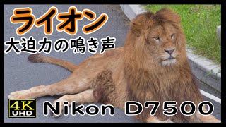 【4K Nikon D7500】ライオン　大迫力の鳴き声　暑さでのんびり【多摩動物公園】
