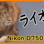 【4K Nikon D7500】　ライオン　【多摩動物公園】