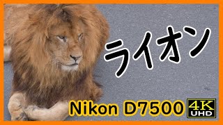 【4K Nikon D7500】　ライオン　【多摩動物公園】