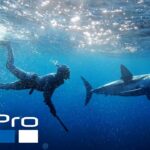 GoPro: Nose to Nose with Sharks | Shark Week 2022