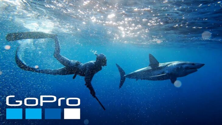 GoPro: Nose to Nose with Sharks | Shark Week 2022
