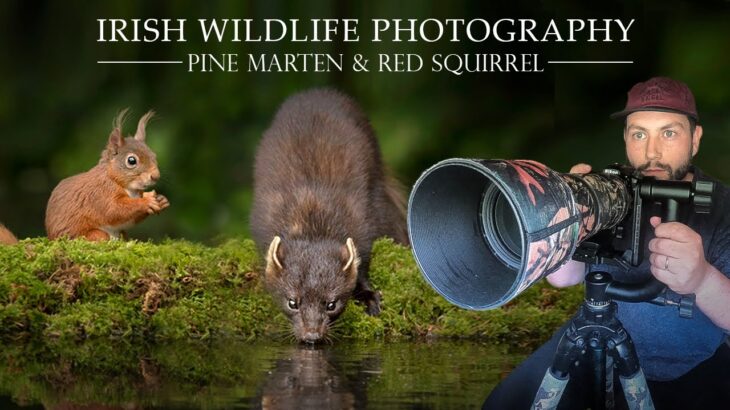 Irish Wildlife Photography – Pine Martin & Red Squirrel. Nikon D7500 (Sigma 150-600mm Contemporary)
