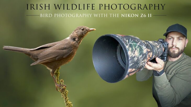 Bird Photography with the Nikon Z6 II – Irish Wildlife Photography