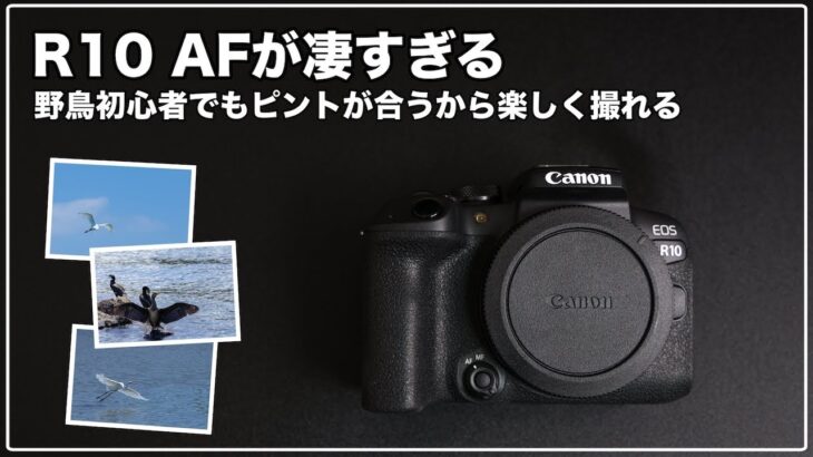 【Canon R10】静止画性能レビュー(AF編) ~R3ゆずりのAFを使いこなすための設定~