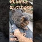 【QOL南大阪保護猫シェルター】公園の水飲み場で人間が水を出してくれるのを待つ猫