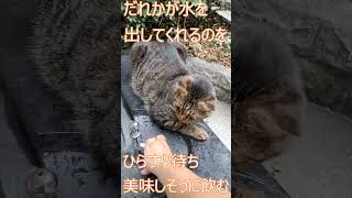 【QOL南大阪保護猫シェルター】公園の水飲み場で人間が水を出してくれるのを待つ猫
