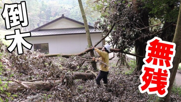 倒木した枝や木をチェーンソーで細かく切り刻む｜台風作業