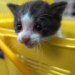 【QOL南大阪保護猫シェルター】本日入所のウンチまみれの子猫ちゃん