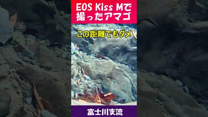 EOS Kiss Mで撮った水中のアマゴ + 大代のジャンボ干支      #渓流 、#trout、#shorts 、#newyear、#YouKei (遊渓)