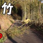 道路沿いに残っている10本ほどの竹を車に気を付けて切り倒す