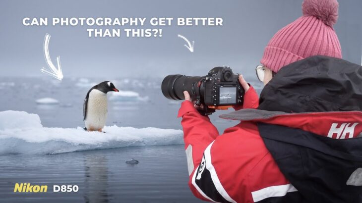 Releasing Expectations: Antarctica Photography with a Nikon D850