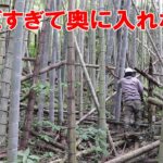 未開拓の奥の竹藪に竹の子を折りと竹切