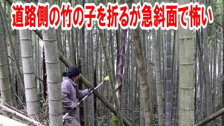 道路側の急斜面の竹の子を高枝切りチェーンソーで切り倒す
