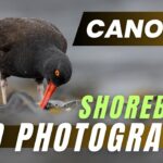 Canon R8 – How does it perform in the field? – Shorebird Photography in Alaska.