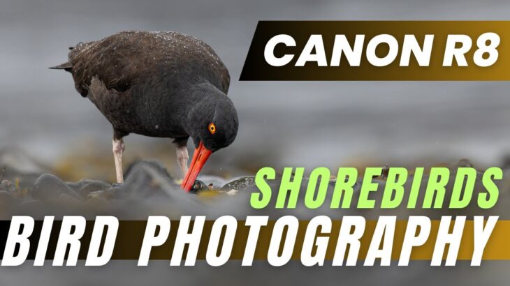 Canon R8 – How does it perform in the field? – Shorebird Photography in Alaska.