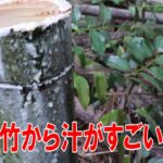 １ｍの竹から汁がでてブトや蚊がひどい｜竹藪整備
