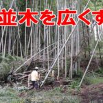 散歩で使う杉並木の道を広くするために孟宗竹を切る｜竹藪整備