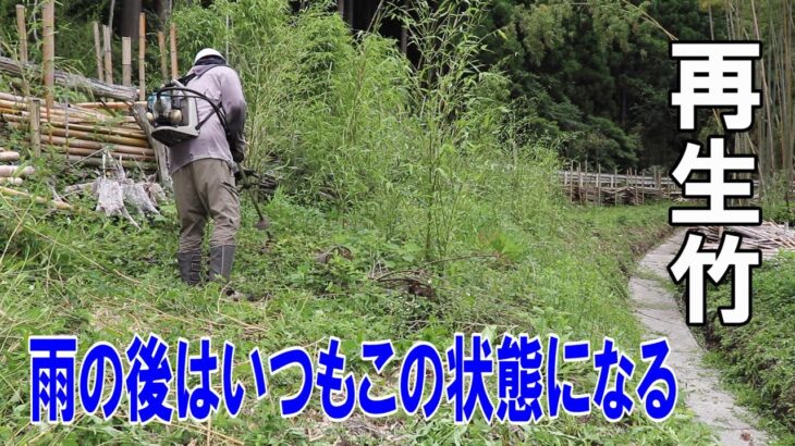 再生竹が竹藪全体を覆ってきた‼草刈りで地道に刈りつくす