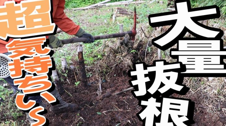 根っ子山がボロボロ崩れて竹株もゴミもまとめて大量ゲット！
